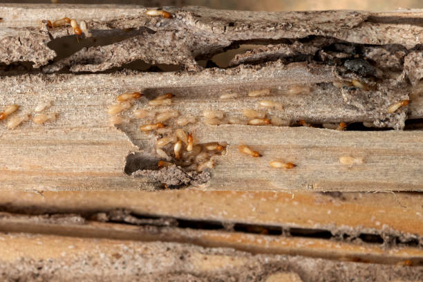 Best Pest Prevention Services  in Point Pleasant, NJ